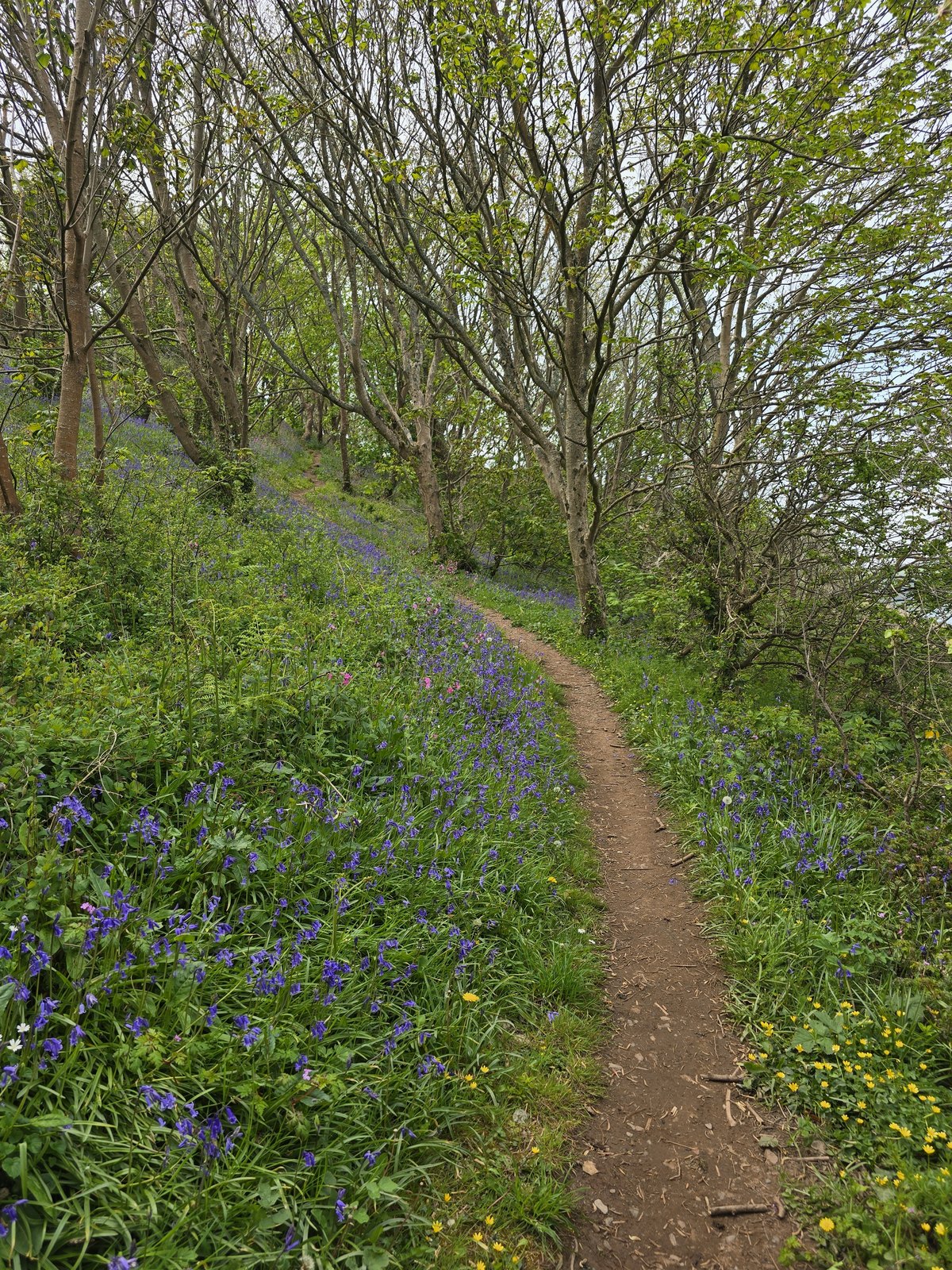 Bluebell woodland path between Nare Point and Gillan Cove
